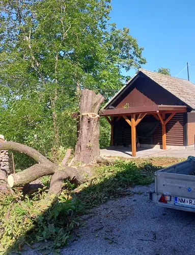 arboristika in višinsko obžagovanje dreves