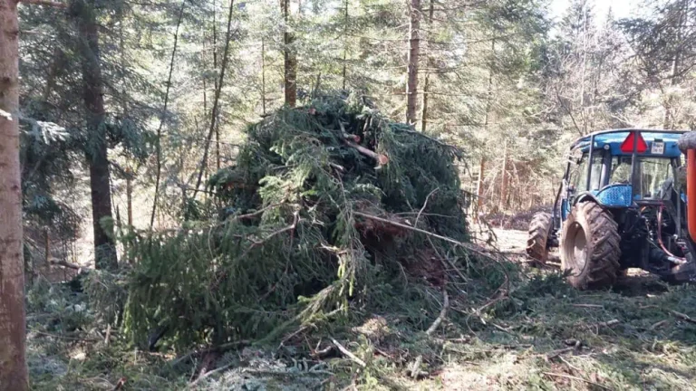 skrbna in strokovna nega gozda