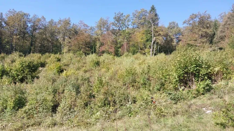 čiščenje in mulčenje zaraščenih površin