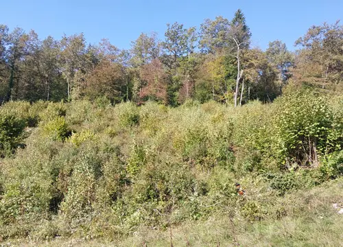 urejanje in nega gozdnih in obgozdnih površih